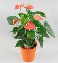 6" Anthurium Orange